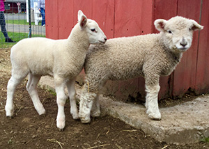 Cute baby sheep at the Gran-Val Scoop