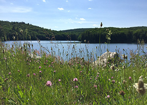 The greenery at the waterworks